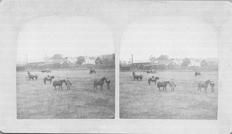 SA0437 - Photo of people and animals in field; buildings in background.